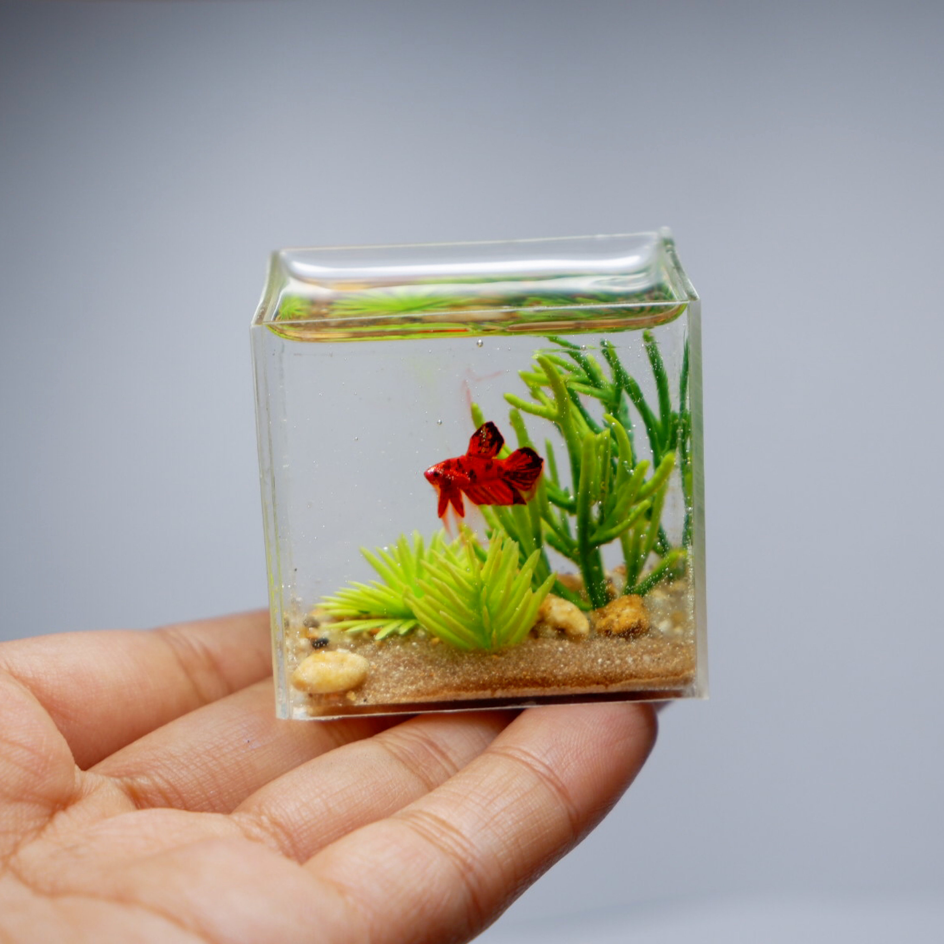 Miniature replica koi betta in the tank