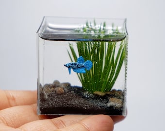 Miniature betta in the tank