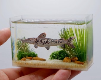Miniature replica tiger shovelnose catfish in the tank