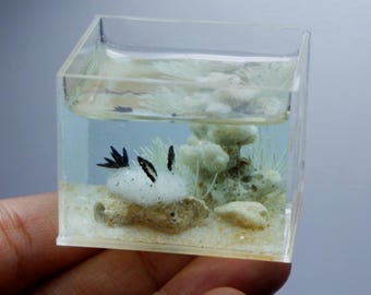 Nudibranquio miniatura (conejito de mar) en el tanque
