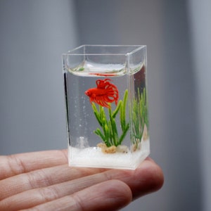 Puede incluir: Un acuario de vidrio en miniatura con un pez betta rojo, plantas verdes y arena blanca en el fondo.