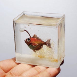 水槽の中の暗闇で光るミニチュアアンコウ