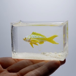 Op de afbeelding: Een klein geel en wit visje is ingekapseld in een helder harsblok met wit zand en kleine witte stenen op de bodem. Het harsblok ligt op een hand.