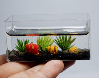 Miniature clay red racer snails in the tank