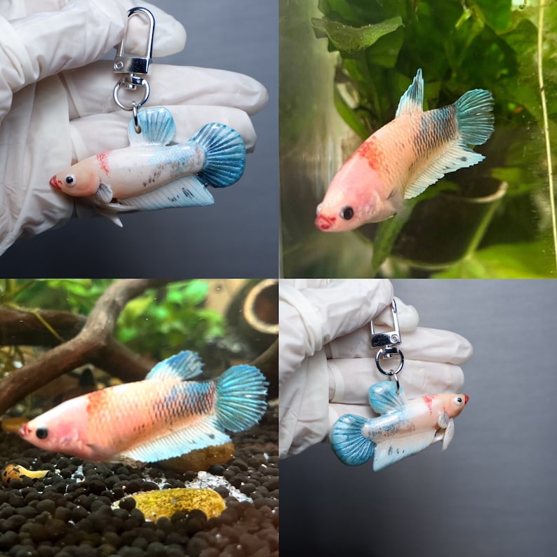 May include: A keychain featuring a detailed, hand-painted resin replica of a Siamese fighting fish. The fish is white with orange and blue accents. The keychain is attached to a silver metal ring.