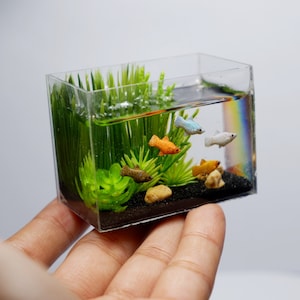 Miniature platy fish tank