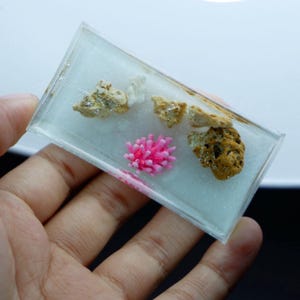 Puede incluir: Un bloque rectangular de resina transparente que contiene pequeños trozos de coral y roca. El coral es de color rosa brillante y las rocas son de color beige y marrón. El bloque se sostiene en una mano sobre un fondo blanco.