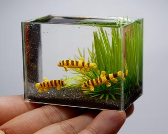 Miniature clay kuhli loach fish in the tank