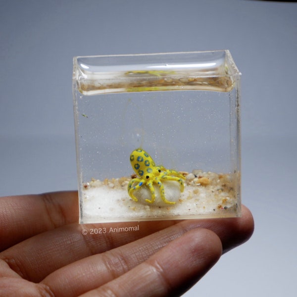 Miniature Blue-ringed Octopus in the tank