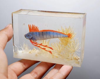 Miniature Oarfish in the tank
