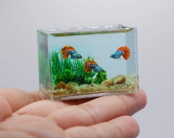 Miniature clay guppy fish in the tank
