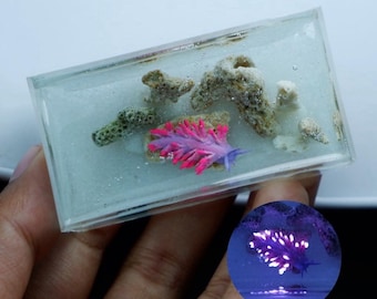 Miniature Flabellina Affinis (Nudibranch) in the tank