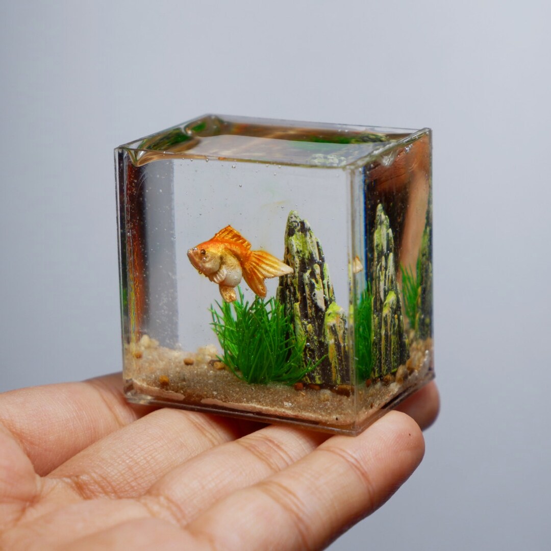 View of Miniature Goldfish in the Tank - Etsy