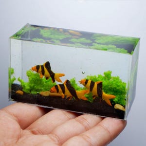 Könnte beinhalten: Ein Miniatur-Aquarium aus klarem Kunstharz mit drei orange-schwarz gestreiften Fischen. Das Aquarium hat grüne, pflanzenartige Dekorationen und kleine Steine am Boden. Die Fische sind der Blickfang, ihre leuchtenden Farben kontrastieren mit dem klaren Harz.