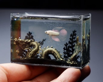 Betta blanco miniatura con dragón de latón en el tanque.