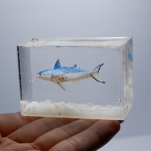 Op de afbeelding: Een klein, blauw en wit visje ingekapseld in helder hars met een witte zandbasis.