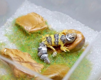 Miniature Gecko in the terrarium