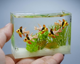Miniature pajama cardinalfish tank