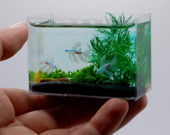 Glow in dark miniature longfin neon tetras in the tank
