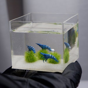 Miniature clay blue bee shrimp in the tank