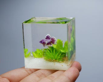 Miniature betta in the tank