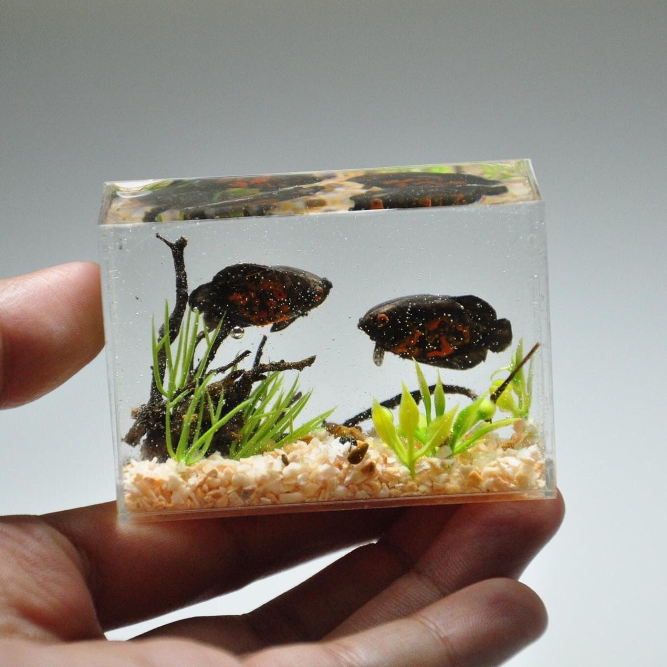 Miniature Oscar fish in the tank Etsy