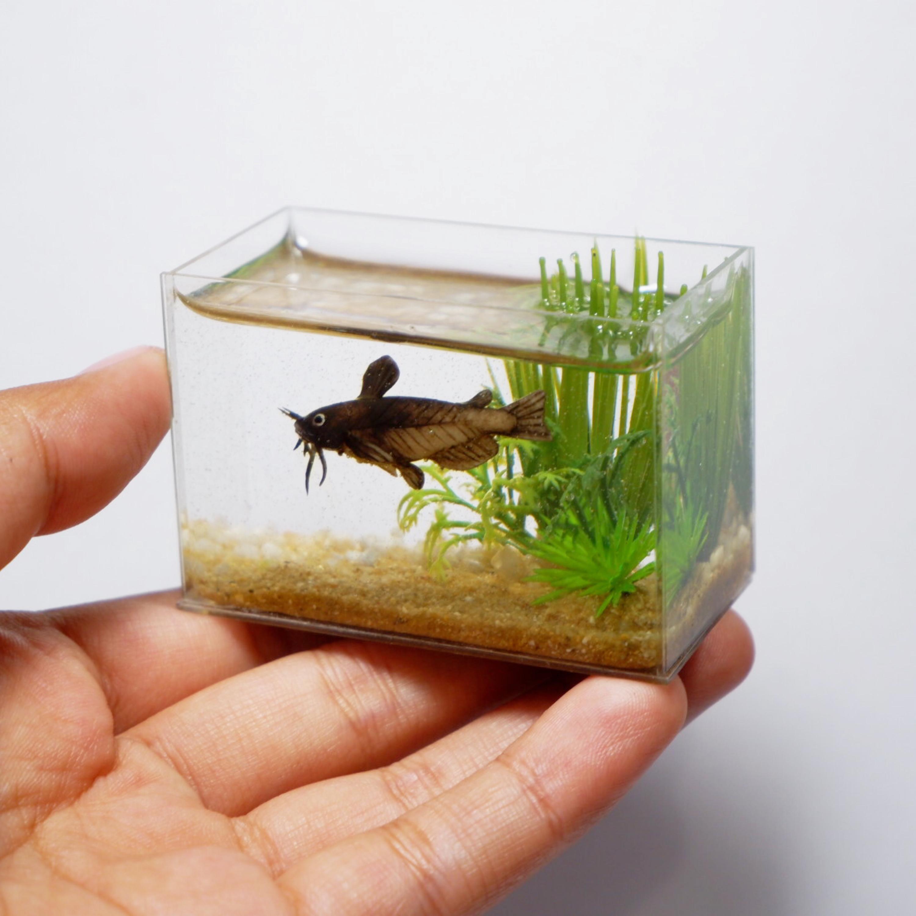 水槽の中のミニチュアレプリカのブラックブルヘッドナマズ - Etsy 日本