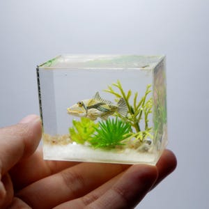 Miniatyr picasso triggerfish fisk i akvariet