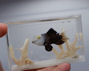 Peces miniatura de ojos de barril que brillan en la oscuridad en el acuario.