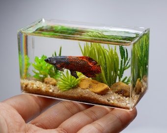 Miniature replica arapaima in the tank