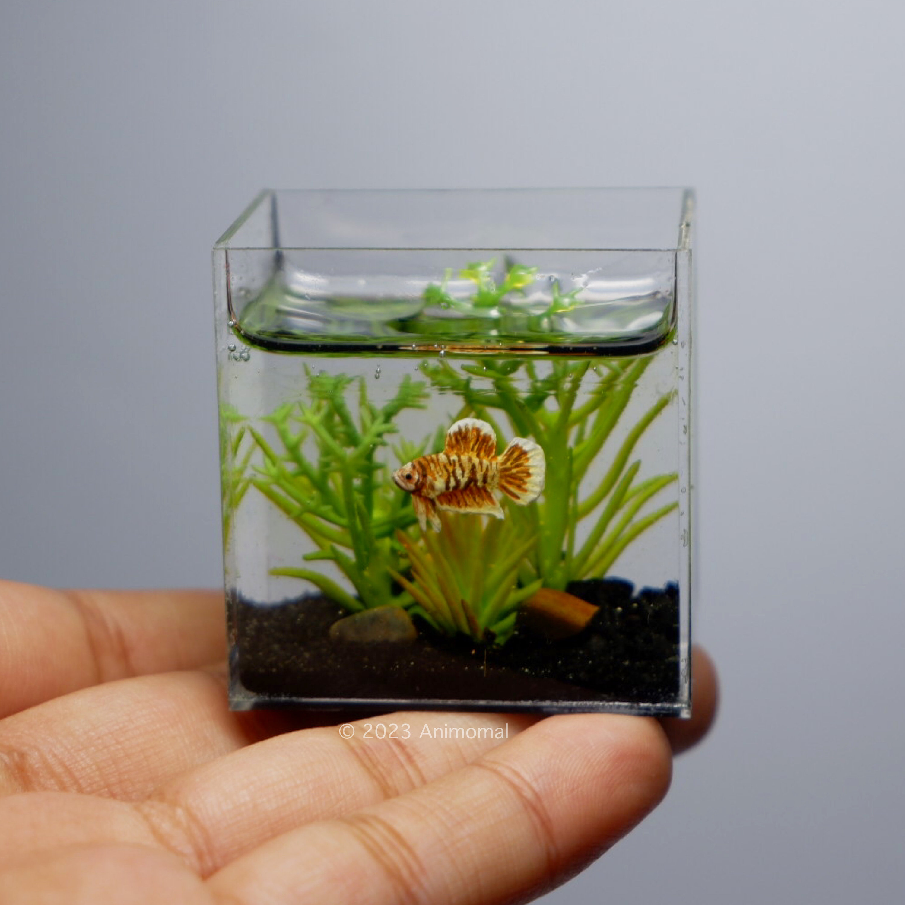 Mini Desk Aquarium 