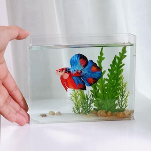 Puede incluir: Un vibrante pez betta en un acuario rectangular transparente. El pez tiene colores rojo, azul y blanco. El tanque incluye plantas artificiales verdes, pequeñas rocas y un sustrato arenoso. El acuario está lleno de agua clara.