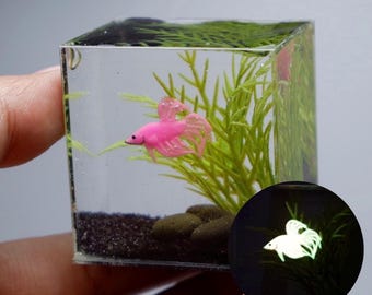 Glow in the dark Miniature betta in the tank