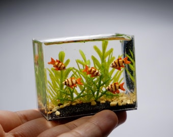 Barbos tigre de arcilla en miniatura en el tanque