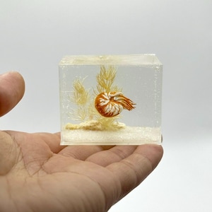 May include: A clear resin cube containing a miniature orange and white nautilus shell, pale yellow aquatic plant structures, and a white sandy base. The transparent block displays these marine elements suspended within the solid material.