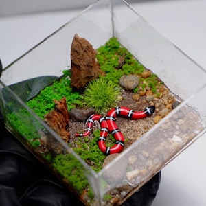 Może przedstawiać: Czerwono-czarny wąż z białymi paskami jest prezentowany w szklanym terrarium z małym kamieniem, zielonym mchem i brązowym żwirem.