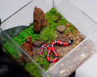 Serpiente en miniatura en terrario