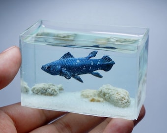 Miniature Coelacanth in the tank