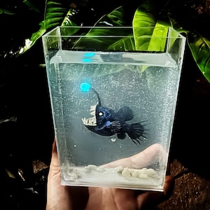 暗闇で光る水槽の中のミニチュアアンコウ、深海生物、アンコウ、ブロブフィッシュ、水族館、水槽