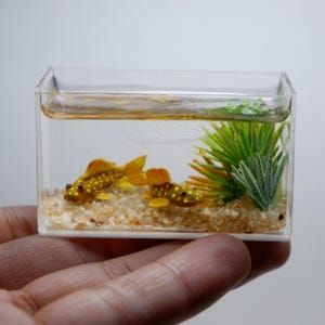 Miniature pleco fish in the tank