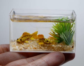 Miniature pleco fish in the tank