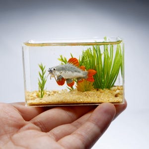 Miniature replica redtail catfish in the tank