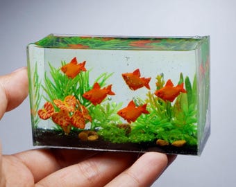 Miniature clay Hyphessobrycon red cherry muzel tetra in the tank