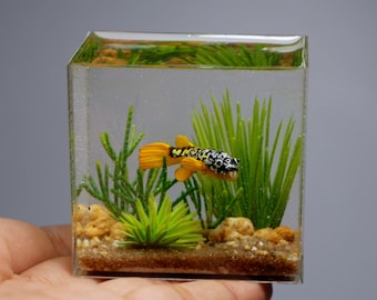 Miniature clay Mbu puffer fish in the tank