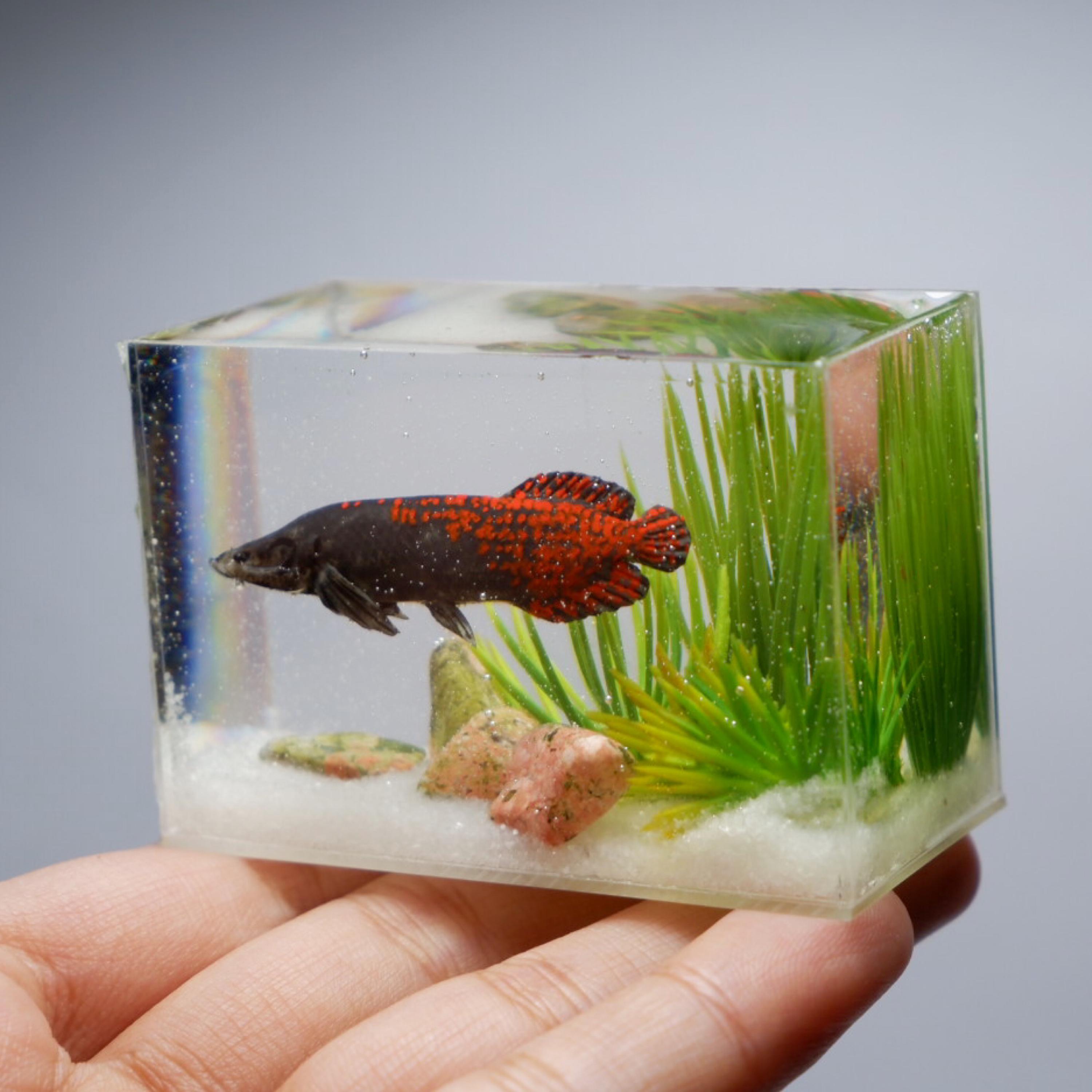 Miniature replica arapaima with unakite gemstone in the tank