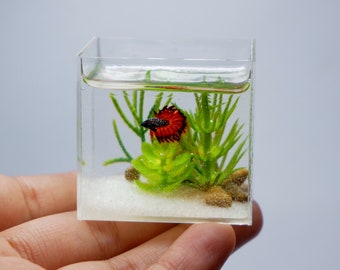 Miniature betta in the tank