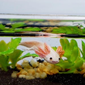 Miniature clay axolotl smiling in the tank