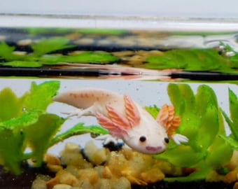 May include: A pink and white axolotl with feathery gills swims in a clear glass tank with green and brown plants and white gravel.