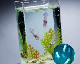 Glow in dark miniature squids in the tank