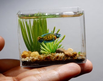 Miniature channa fish in the tank
